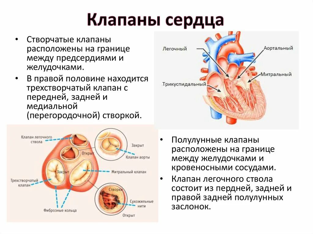 Сердечная строение и функции. Клапаны сердца строение и функции. Клапаны сердца место расположения и их функции таблица. Особенности строения клапанов сердца. Клапаны сердца, их расположение, строение, функции..