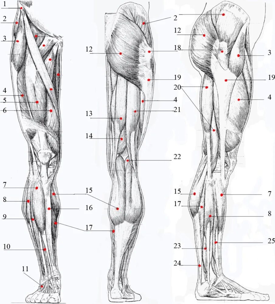 Мышцы нижней конечности анатомия вид сбоку. Мышцы нижней конечности анатомия спереди. Мышцы нижних конечностей человека анатомия. Правая нога бедро мышцы