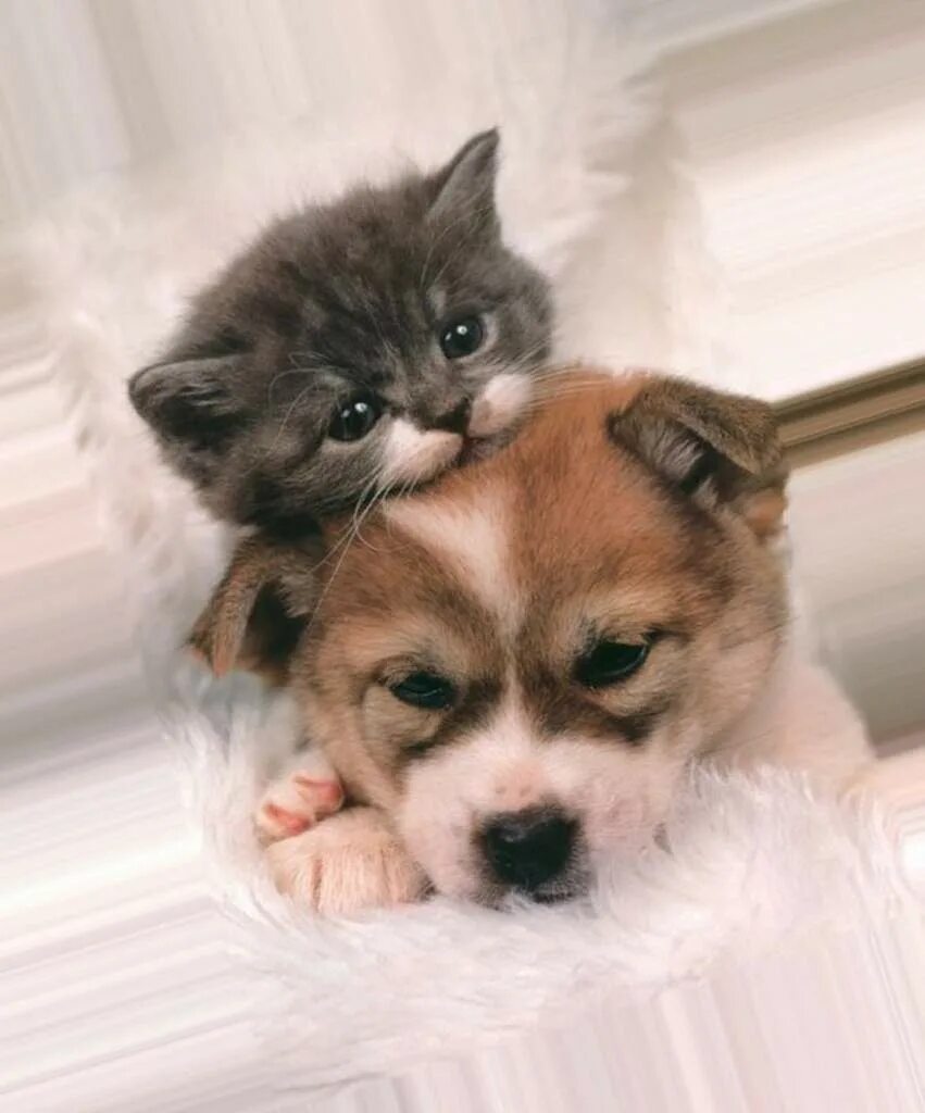 Милые собачки кошки. Милые собачки и кошечки. милые кошки и собаки. щенок и котенок. милые котики и щенки.