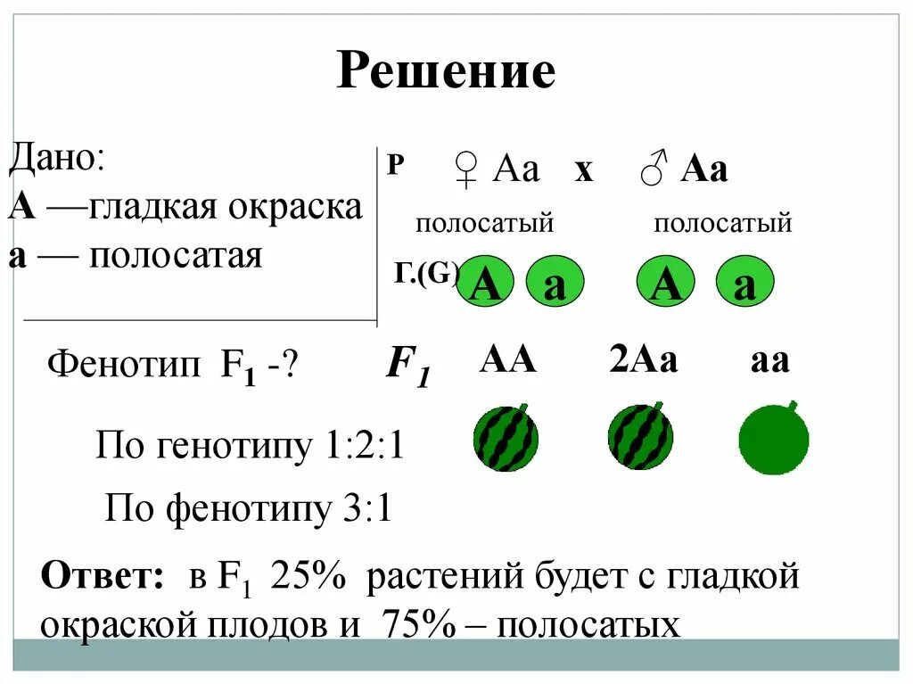 Определите генотип зеленого гладкого гороха. Гладкая окраска арбузов наследуется как. Фенотип f1. Гладкая окраска арбузов наследуется как рецессивный. Р АА × АА f1 АА, АА, АА, АА.