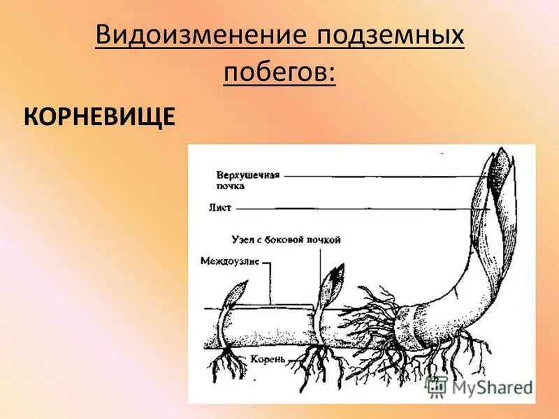 Надземные части корня. Видоизменённый побег корневище. Видоизменённый побег корневище пырей. Видоизменения побегов корневище строение. Виды побегов корневище.