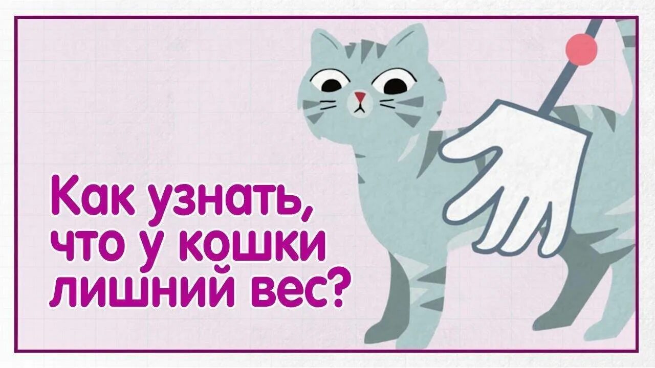 Как узнать что кошка