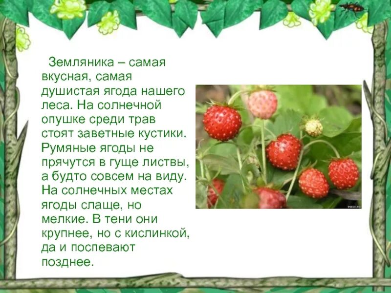 Душистая ягода текст