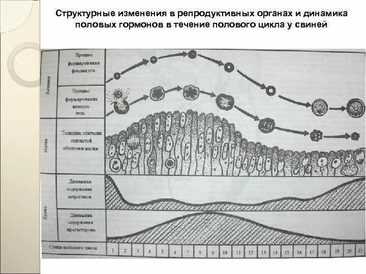 Этапы полового цикла. Стадии полового цикла Ветеринария. Схема полового цикла животных. Стадии полового цикла КРС. Схема полового цикла коровы.