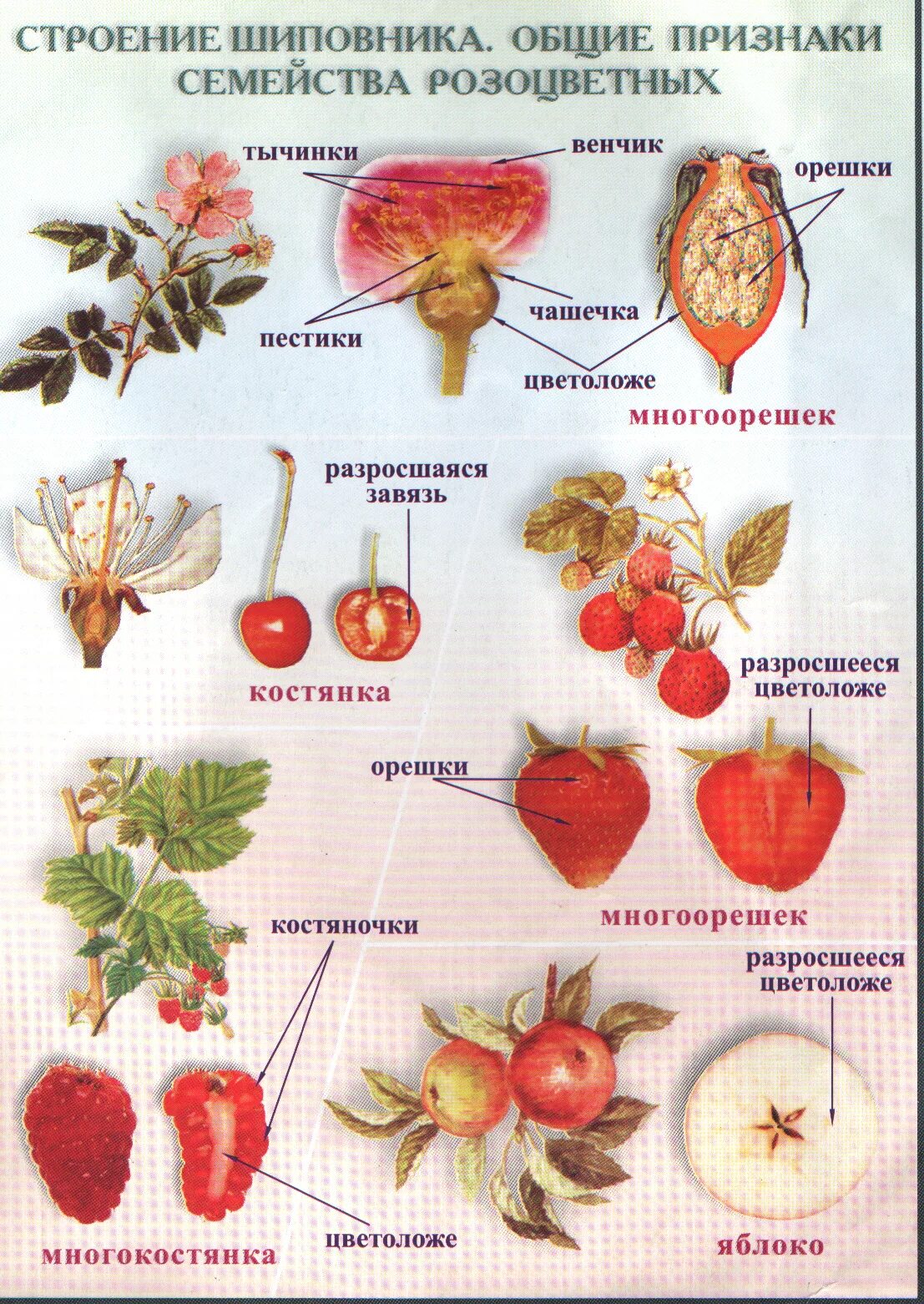 Форма чашечки у земляники. Семейства покрытосеменных растений Розоцветные. Плоды шиповника строение плода. Розоцветные растения строение. Строение плода розоцветных растений.