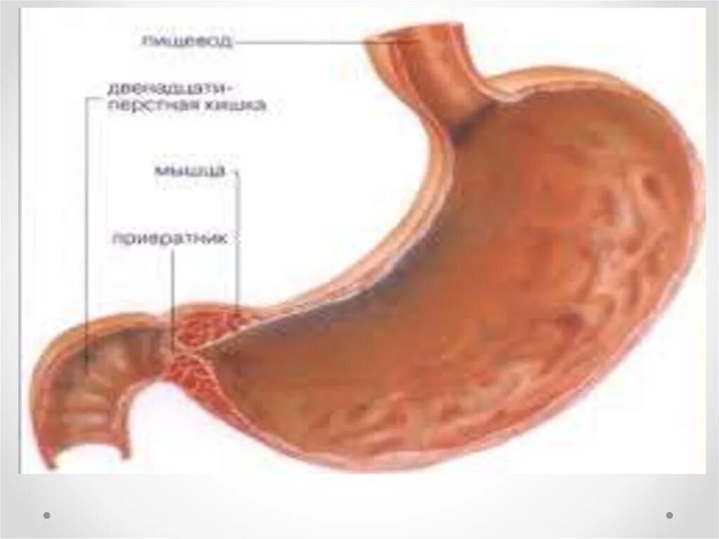 Пилорический отдел желудка сфинктер. Луковица двенадцатиперстной кишки, пилорический отдел желудка. Привратник двенадцатиперстной кишки. Пилорический сфинктер ДПК. Пищевод проходим