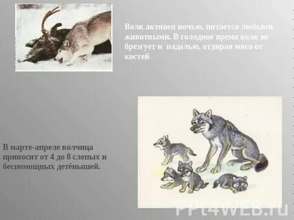 Описание волка чем питается