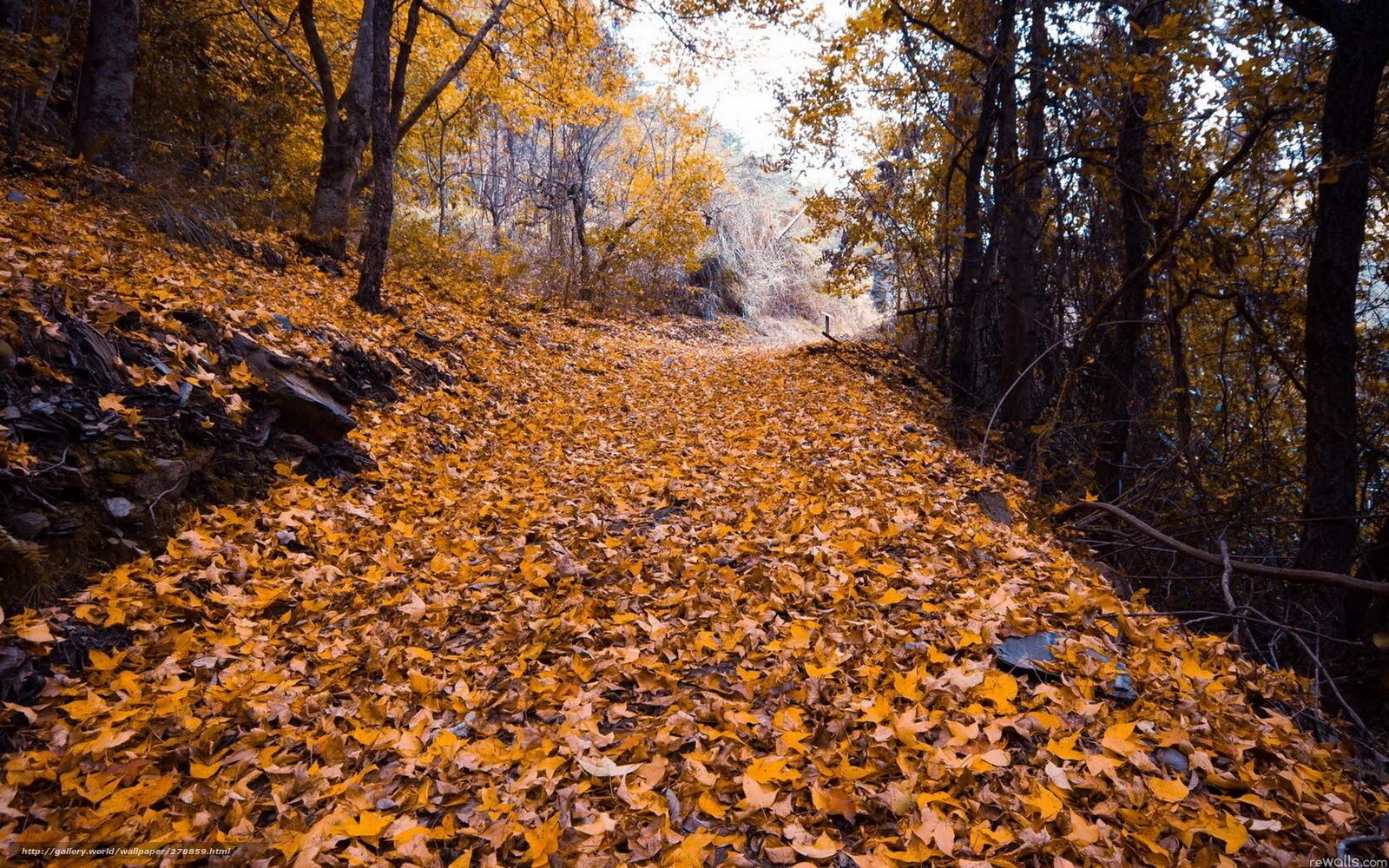 В лесу начался осенний листопад