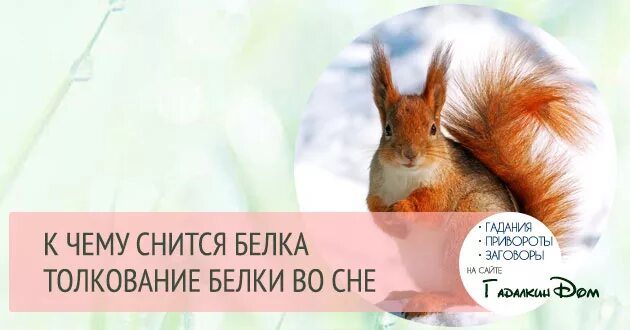 К чему снится белка во сне женщине