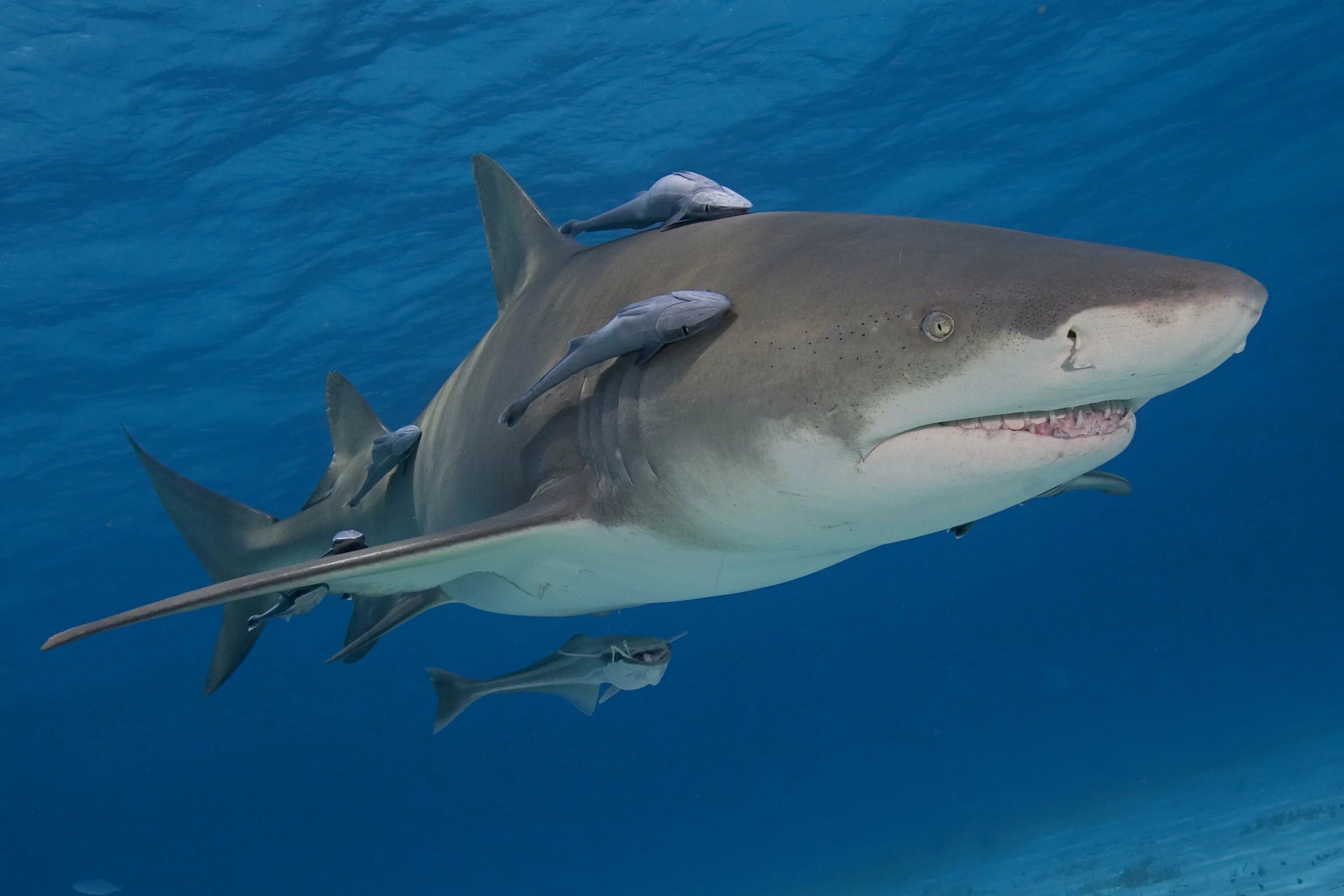 Комменсализм нахлебничество. Акулья Ремора (Remora Remora). Комменсализм акула.