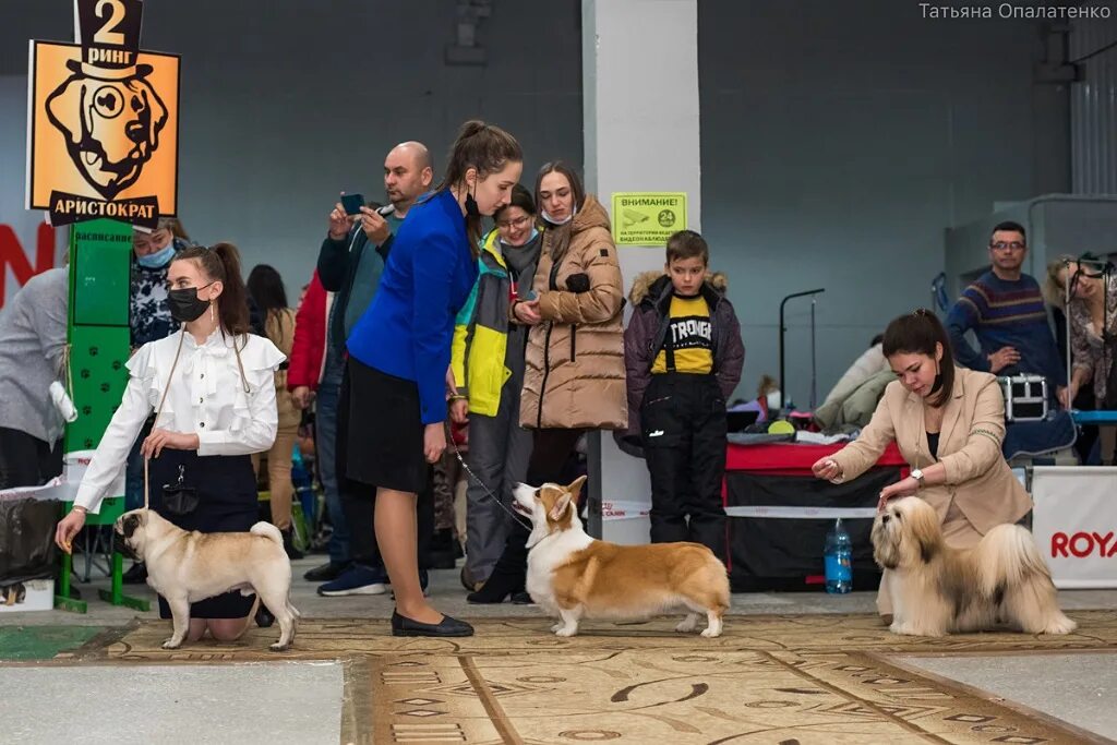 Выставка собак уфа 2024. Выставка собак Владивосток. Выставка собак Владивосток 2021. Норильск выставка собак. Сплит Хорватия выставка собак.