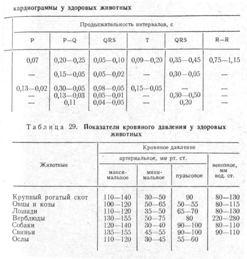 Артериальное давление у животных. Нормы артериального давления у собак и кошек. норма артериального давления у кошек. артериальное давление у собак норма. нормы давления у собак и кошек.