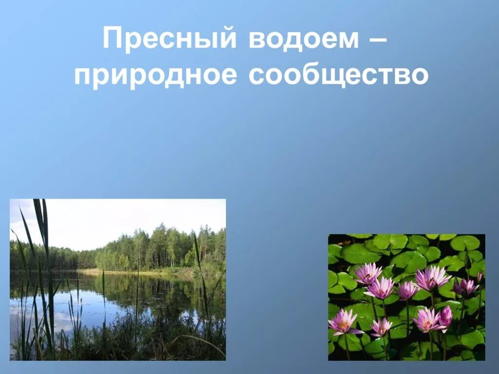 Растительное сообщество созданное человеком. Информация о водоемах. Растения природных водоемов. Сообщество водоем. Растения водоема слайд.