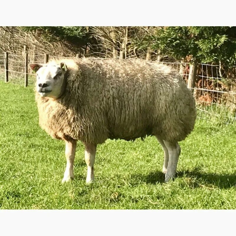 Порода баранов тексель. Кексель порода овец. Порода баранов тексель. Тексель. Тексель порода овец.