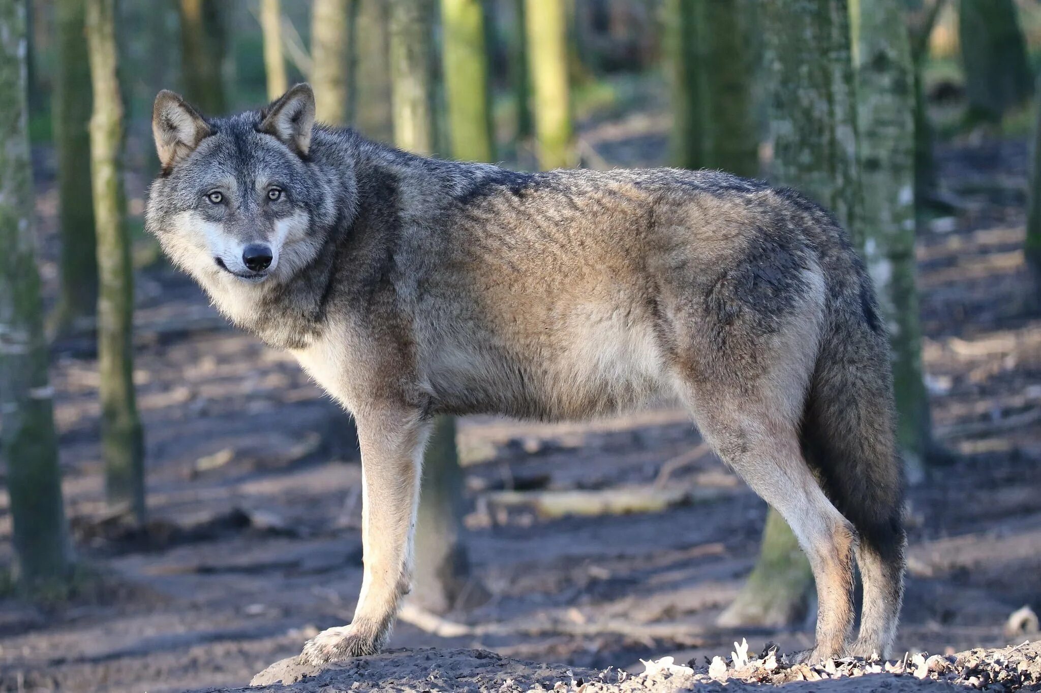 Волкособ. Сибирский волкособ. Волк canis Lupus.