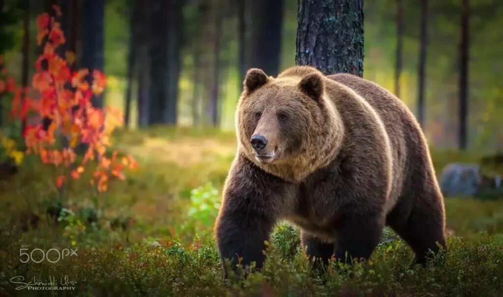 Скачать обои природа, фон, медведь, раздел животные в разрешении 1920x1200