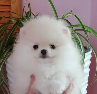 Собаки днр