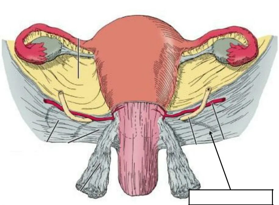 Ligamentum Cardinale uteri анатомия. Кардинальные связки матки анатомия.