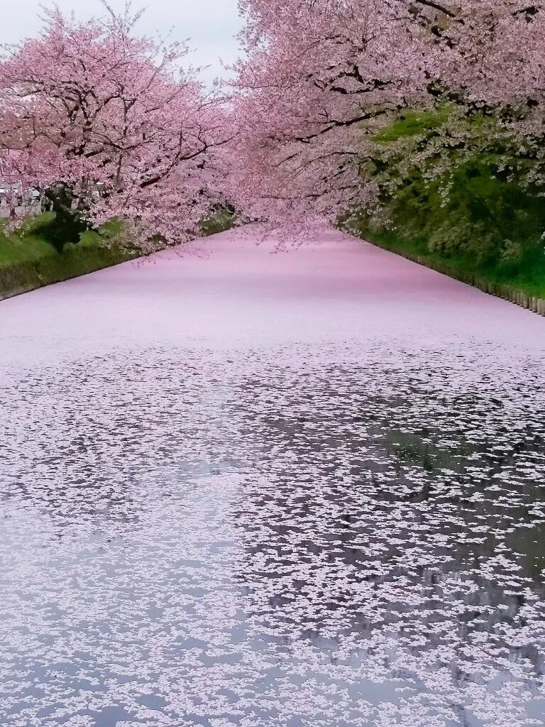 Сокчон озеро Сакура. Япония опадает Сакура Сакура. Сад Сакуры в Японии. Цветущие сады Японии. Сакура рядом