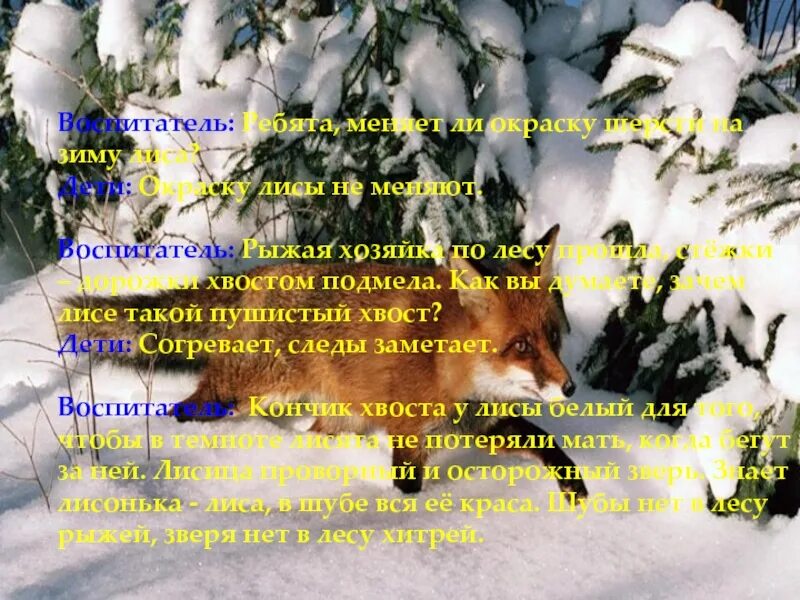 Хитрая лисица ловко заметает следы пушистым хвостом