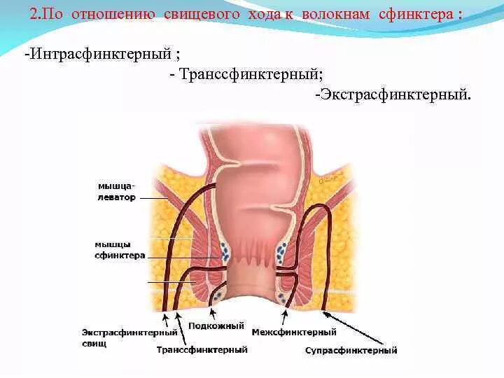 Расслабление внутреннего сфинктера. Расслабление внутреннего сфинктера