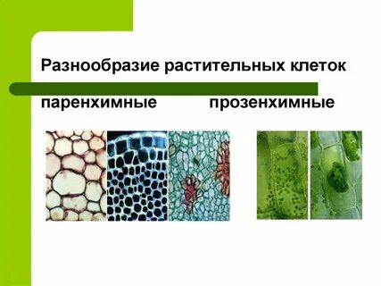 Паренхимные клетки