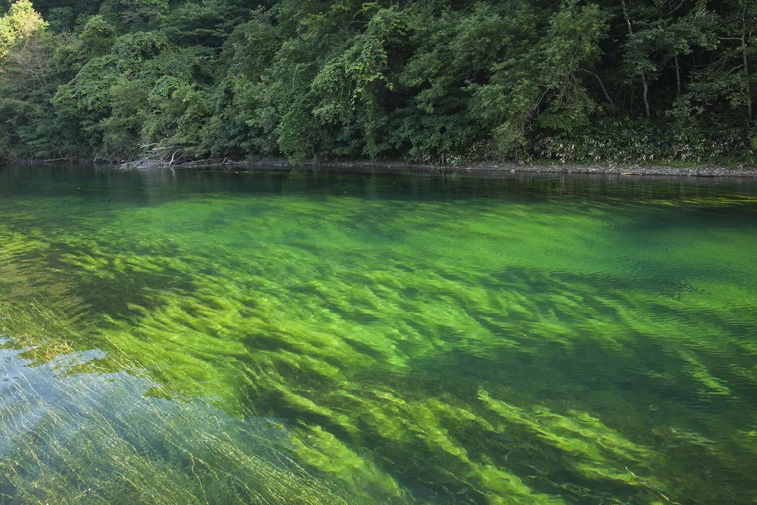 Реки Хоккайдо. Прозрачное озеро. Водоемы с прозрачной водой в Подмосковье. Прозрачная зеленая вода