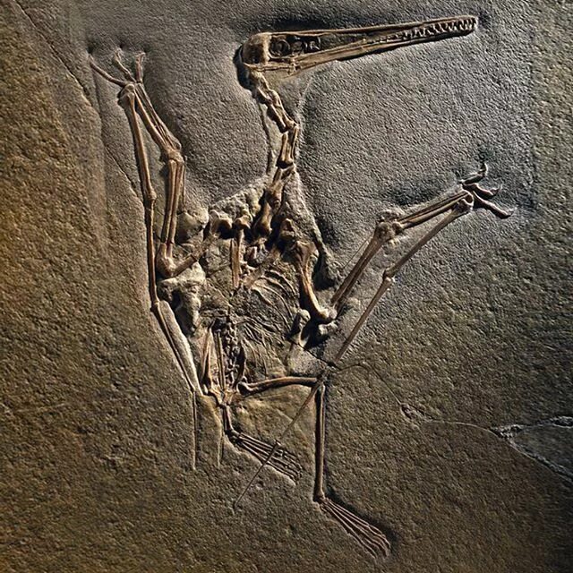 Archaeopteryx lithographica. Археоптерикс окаменелость. A bird fossil. Археоптерикс отпечаток. Археоптерикс окаменелость.
