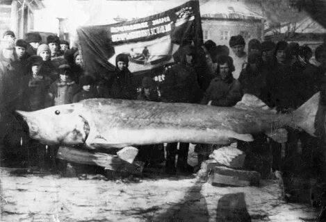 Поймали большую белугу