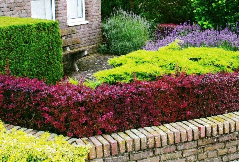 Барбарис тунберга зеленый изгородь. Барбарис тунберга atropurpurea. Барбарис тунберга атропурпуреа изгородь. Бирючина атровиренс. Кизильник иволистный парктеппих.