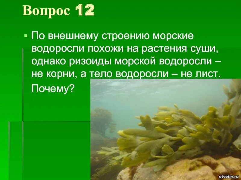 Что такое ризоиды почему нельзя назвать корнями