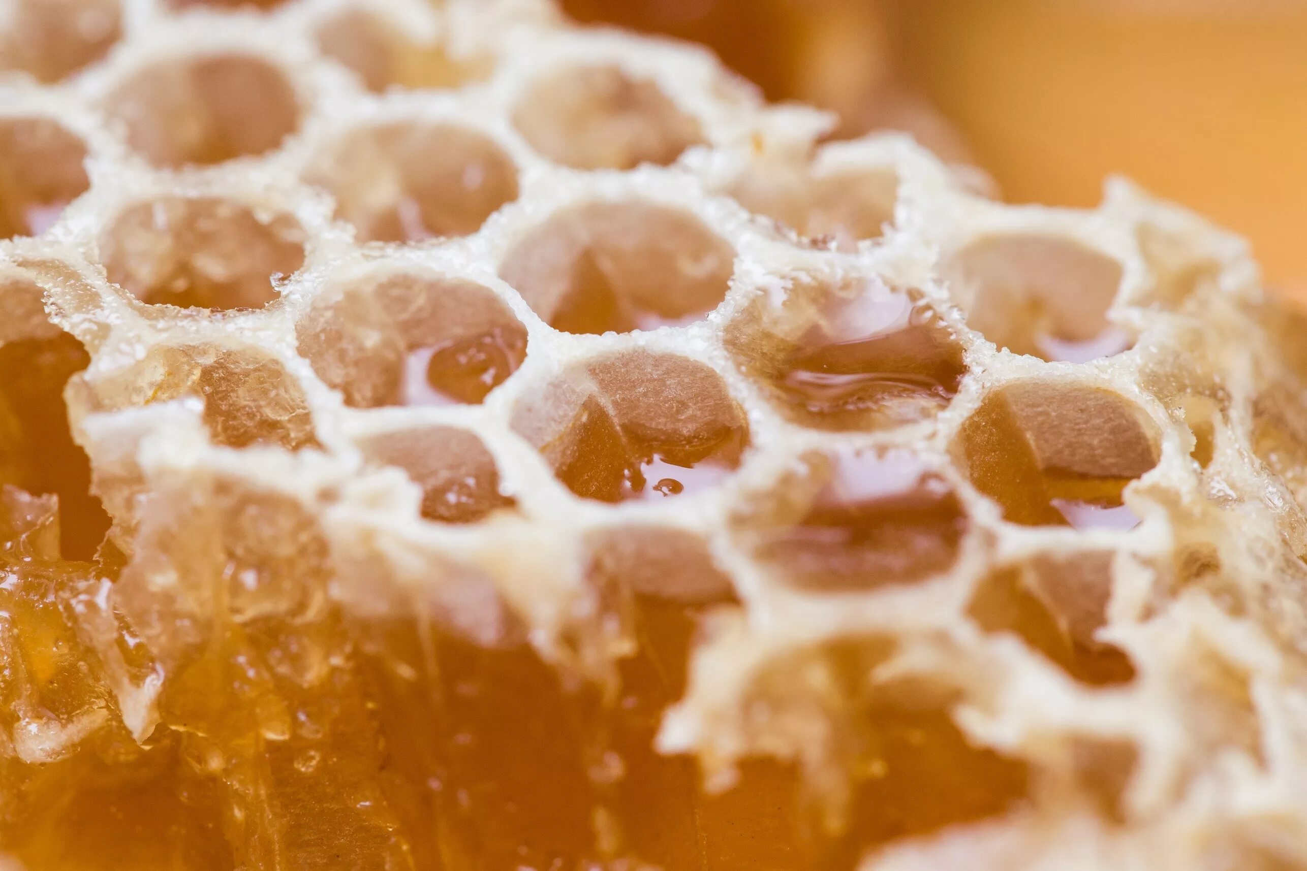 Соты пчелиные. Медовые соты. Мёд в сотах. Пчелиные соты с медом. Сладкие сот