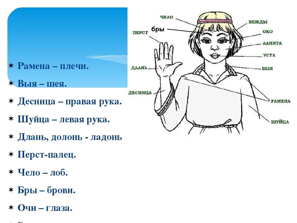 Вые 3. Архаизмы части тела. Старинные названия частей тела. Устаревшие слова. Устаревшие названия.