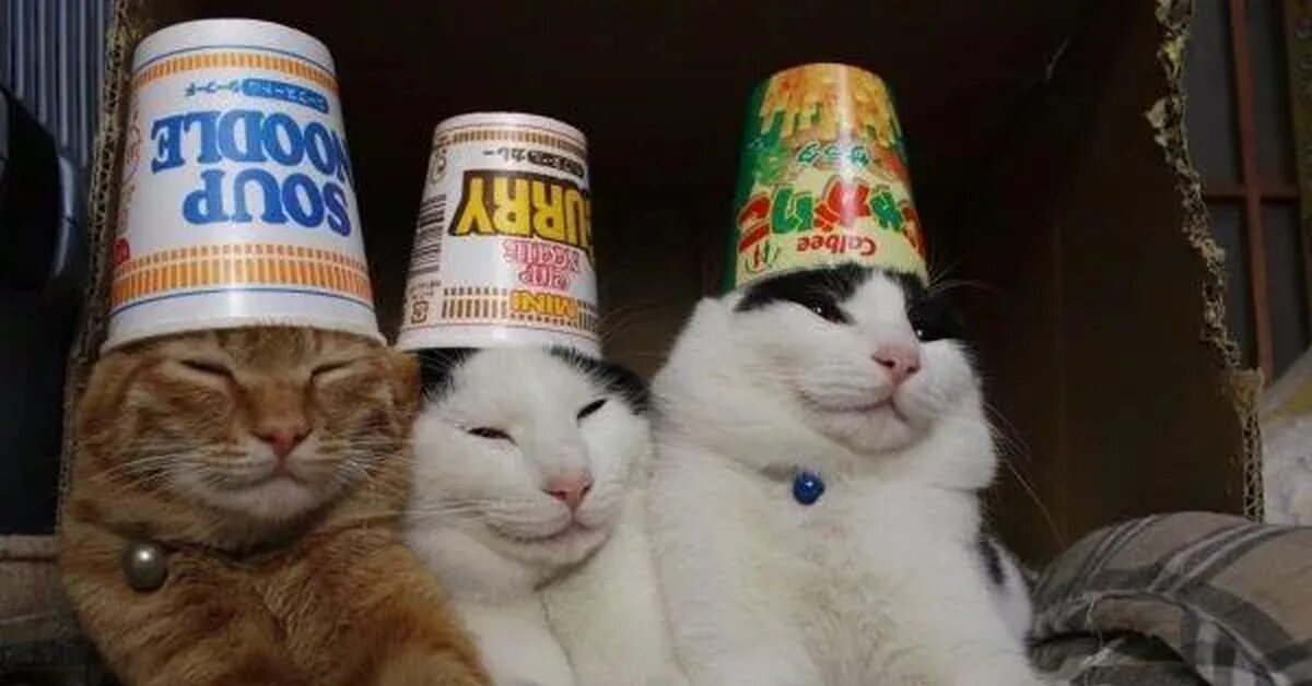 Смех ха ха ха. Щас лопну от смеха. Ха ха анимация. Коты ха ха ха. Ха ха ха мем.