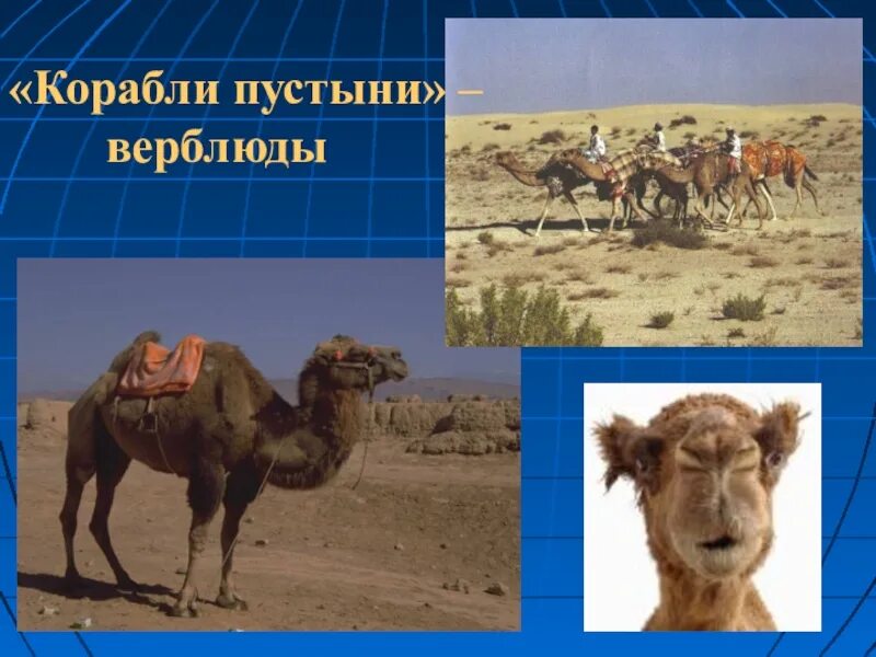 Верблюды в пустыне 4 класс
