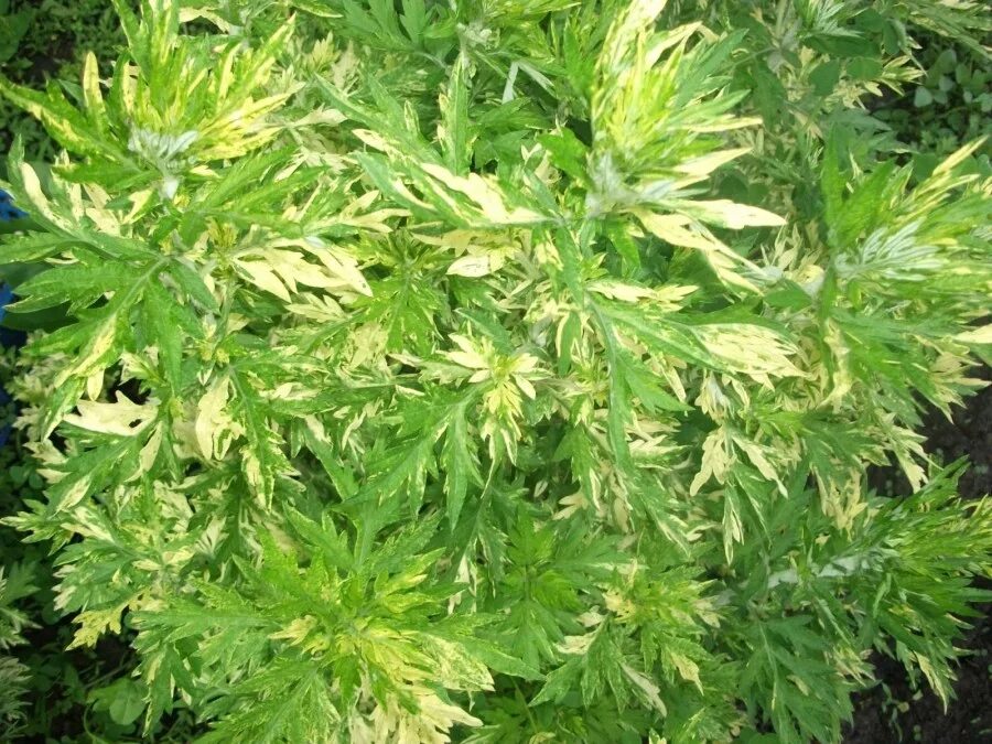 Полынь (wormwood). Полынь людовика silver queen. Полынь зеленое. Полынь обыкновенная. Полынь обыкновенная зеленая.