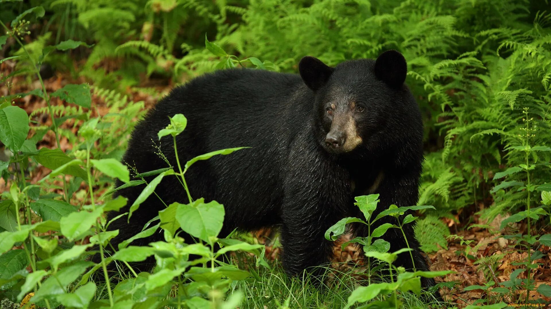 Медведь барибал умеет лазить по деревьям. Барибал медведь. Барибал тайги. Американский черный медведь Барибал. Барибал медведь Википедия.