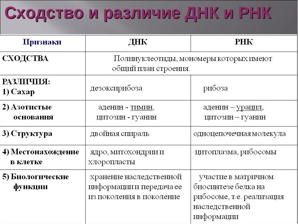 Число нуклеотидов в днк и рнк. Различие в строение ДНК И РНК таблица. ДНК И РНК сходства и различия таблица. Строение и функции ДНК И РНК таблица. Различия ДНК И РНК таблица.