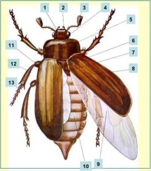 Какие части насекомого изображены. Хрущ Майский строение. Строение насекомых Майский Жук. Строение жесткокрылых Майский Жук. Строение жесткокрылых Жуков.