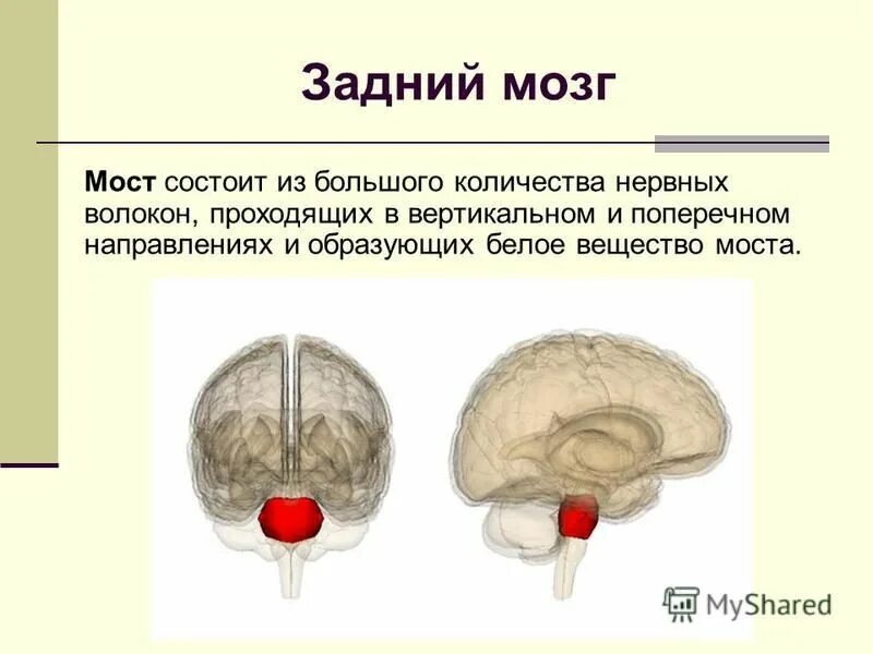 белое вещество варолиева моста. белое вещество варолиева моста. белое вещество моста. проводящие пути моста головного мозга. варолиев мост белое вещество.
