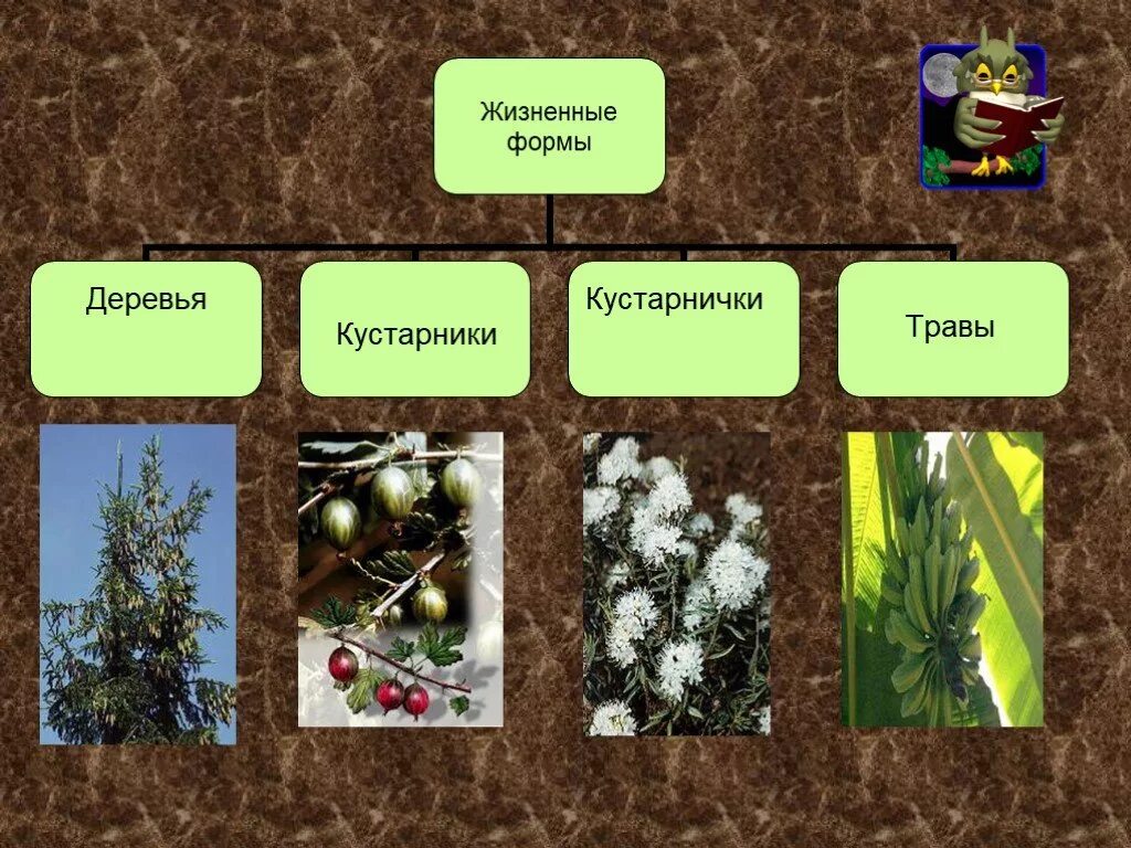 Основные жизненные формы деревья и кустарники