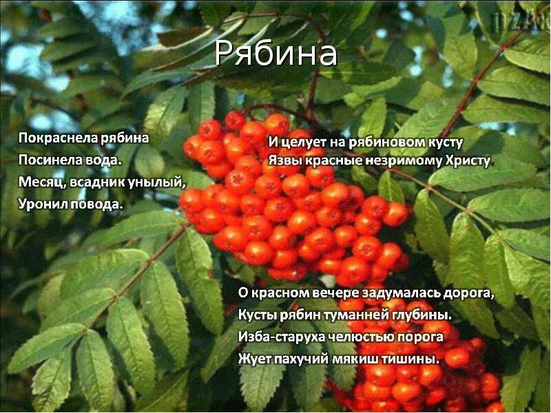 Покраснела рябина есенин. Есенин стихи о рябине. Красный цвет в лирике есенина. Рябина есенин стих. Красный цвет в лирике есенина.