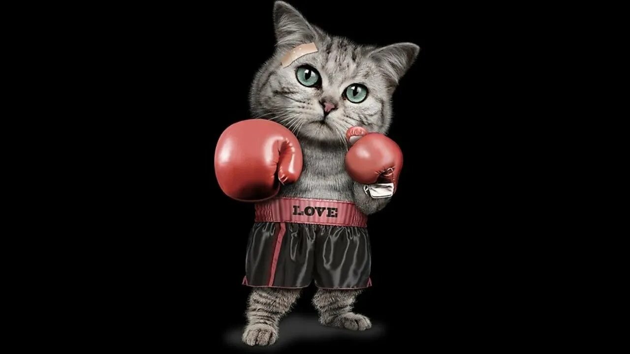 Кот боксер. Животные в боксерских перчатках. Кот в боксерских перчатках. Котик в боксерских перчатках. Котик боксер картина.