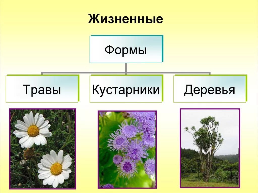 Семейство Сложноцветные жизненные формы. Семейство Сложноцветные жизненные формы растений. Семейство Сложноцветные Астровые жизненные формы. Астровые кустарники.