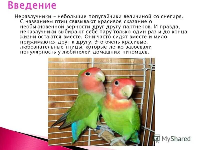 Неразлучники попугаи. Неразлучники попугаи. Размер неразлучника. Попугай неразлучник розовощекий. Попугай неразлучник зеленый.