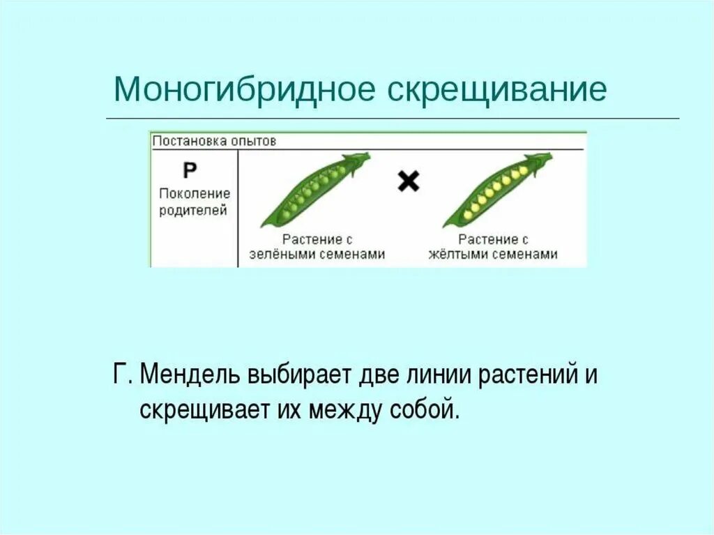 Определение моногибридное скрещивание в биологии. Моногибридное скрещивание примеры. Чистая линия это в биологии кратко. Моногибридное скрещивание это простыми словами.