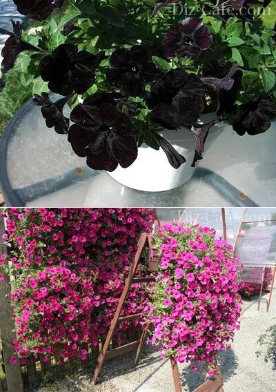 Петуния ирен. Петуния кустовая и ампельная. Петуния ампельная мечта. Сурфиния ампельная. Петуния альдерман.