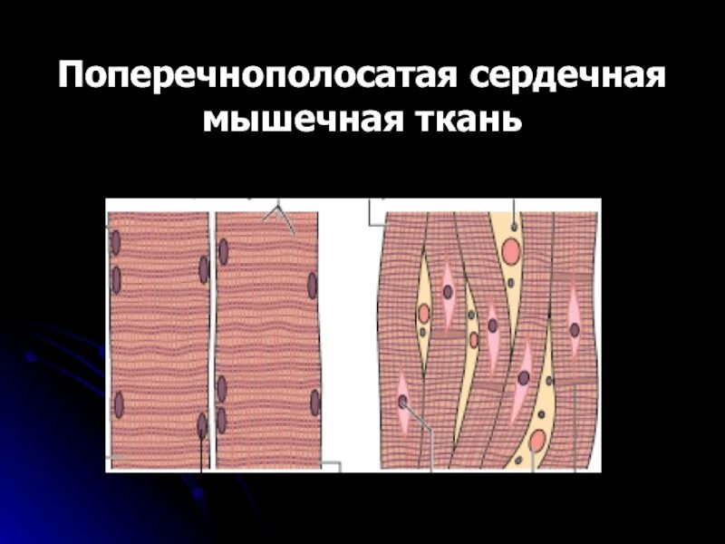 Поперечнополосатая мышечная ткань сердца. Поперечнополосатая сердечная мышечная ткань. Поперечно-полосатая сердечная мышечная ткань строение. Поперечно-полосатая сердечная мышечная ткань препарат. Поперечно полосатая сердечная мыш ТК.