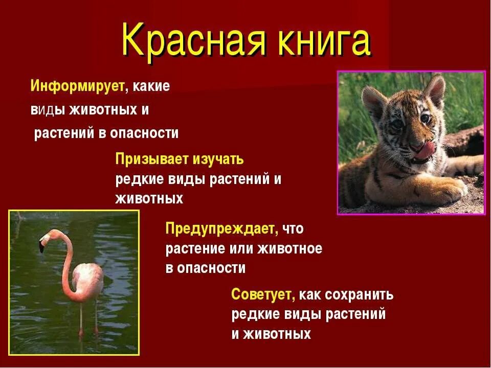 Красная книга природы животные