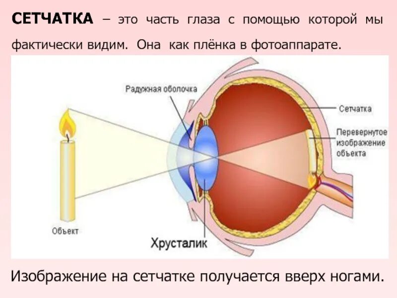 Изображение на сетчатке глаза появляется. Хрусталик глаза строение и функции. Схема строения хрусталика.. Строение хрусталика глаза. Хрусталик глаза анатомия.